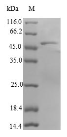 Human RAB18 protein