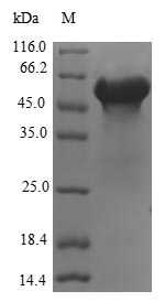Human FKBPL protein