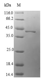 Human MAGOH protein