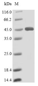 Human LIPA protein