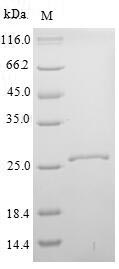 Mouse Klk14 protein