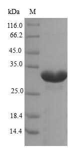 Pig EPO protein