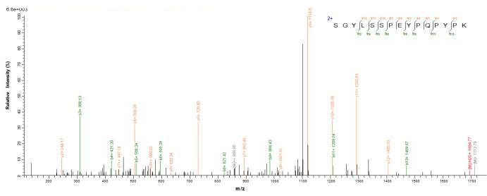 Mouse Masp2 protein