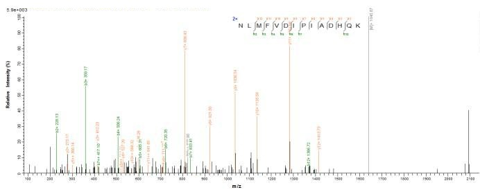 Mouse Masp2 protein