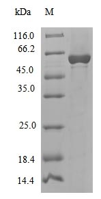 Bacterial polC protein