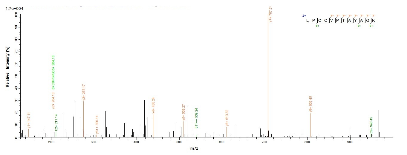 Mouse Amh protein