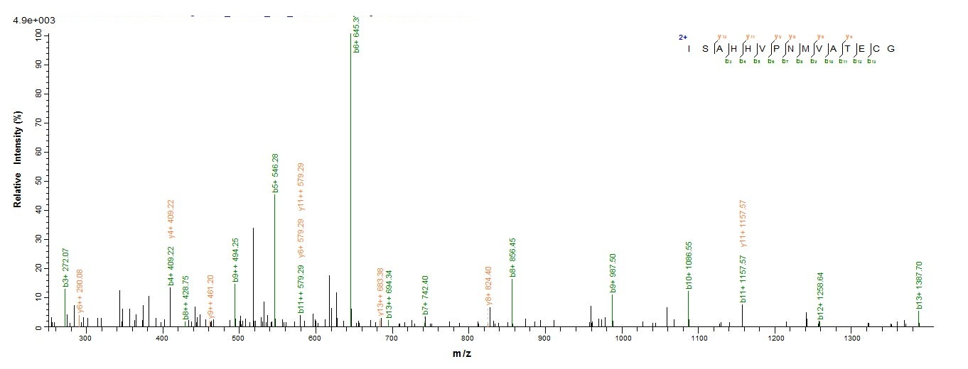 Mouse Amh protein