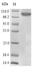 Human CD45 protein