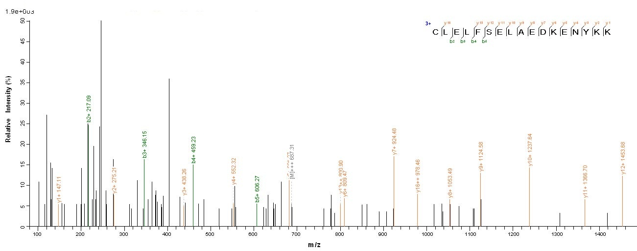 Human HSP90AB1 protein