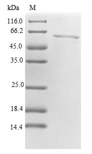 Human PPP2R4 protein