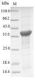 human ATP6AP2 protein