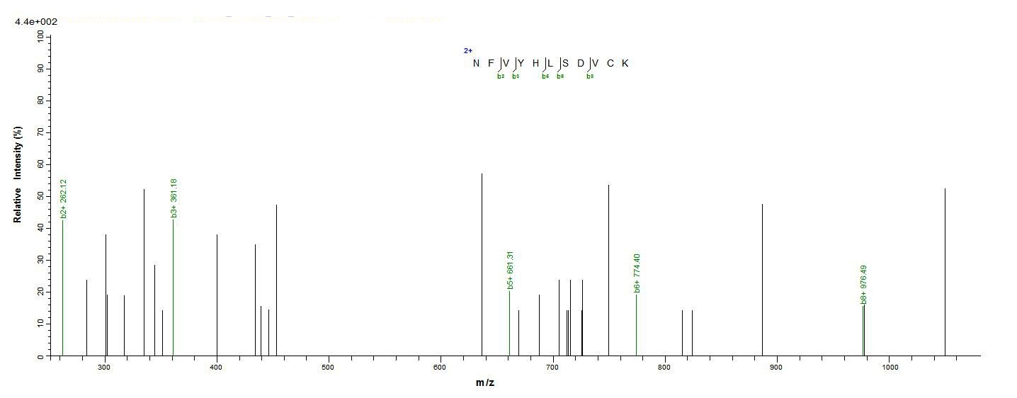 Mouse Jchain protein