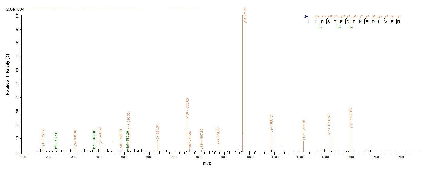 Mouse Jchain protein