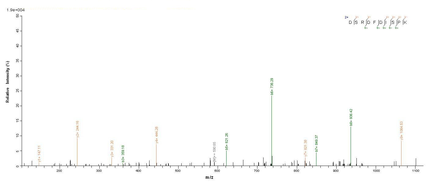 Bacterial caf1 protein