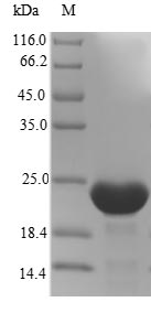 Human IFI6 protein