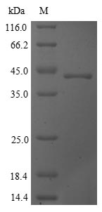 Fungi CYS3 protein