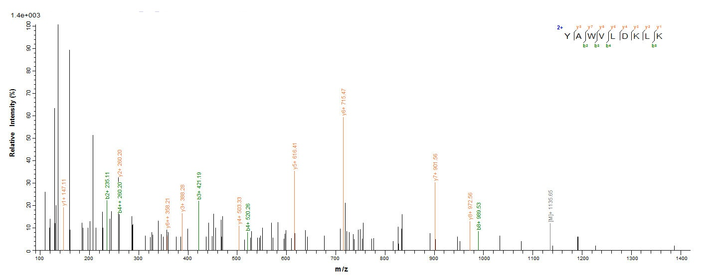 Human EEF1A1 protein