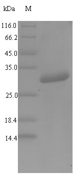 Mouse Defa1 protein