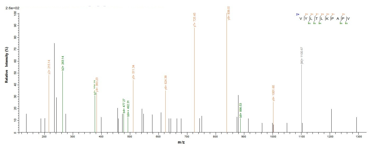Bacterial lpxC protein