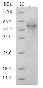 Bacterial yopB protein