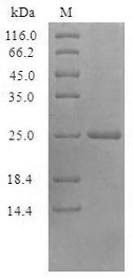 Viral VACWR074 protein