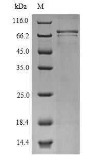 human CNGA4 protein