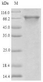 Human ABCB8 protein