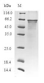 Human CLASP2 protein