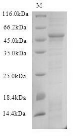 Viral UL49 protein