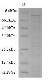 Mouse Dpp4 protein