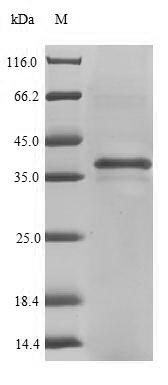 Mouse Tectb protein
