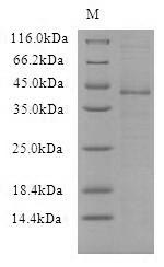 Viral VACWR090 protein