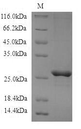 Mouse Cbln3 protein