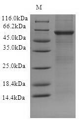 Human TLR10 protein