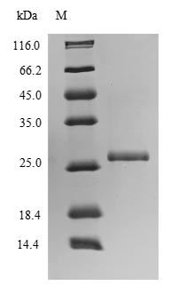 Viral UL131 protein