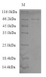 human NEFL protein