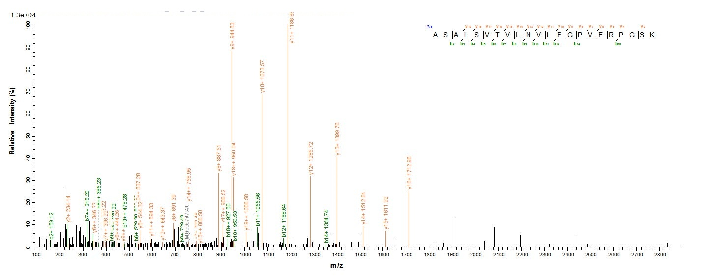 human DSG1 protein