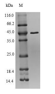 Bacterial rplV protein