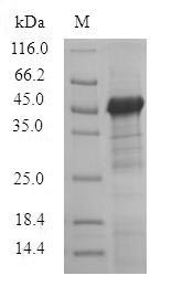 Pig TCN1 protein