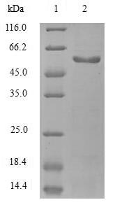 Mouse Efemp1 protein