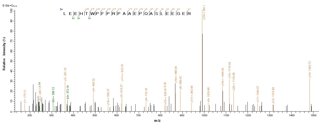 human FAM167A protein