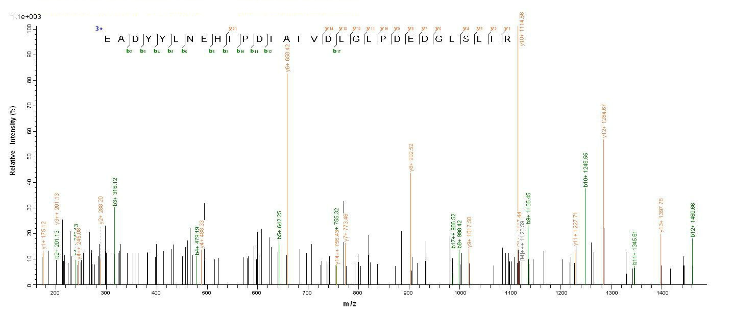 E. coli phoP protein