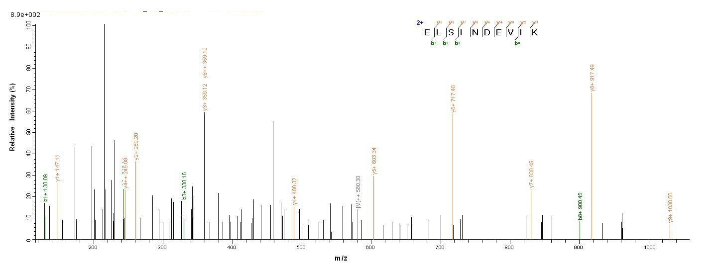 E. coli phoP protein
