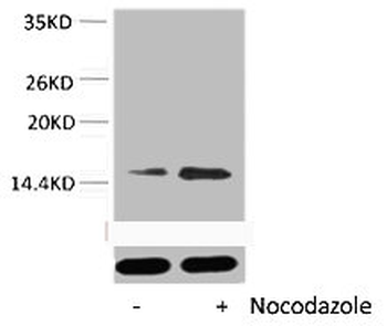 HIST1H2BA/HIST1H2BB/HIST1H2BC Antibody