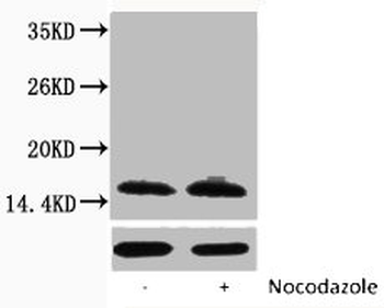 HIST1H2BA/HIST1H2BB/HIST1H2BC Antibody