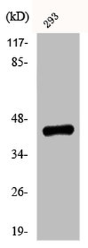 EFNB1/EFNB2 Antibody