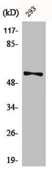 SYT1/SYT2 Antibody