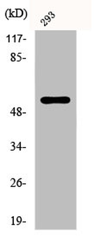 SYT1/SYT2 Antibody