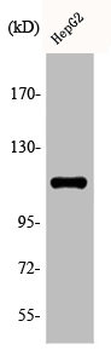 KSR1 Antibody