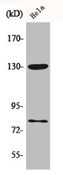 ADD1/ADD2 Antibody